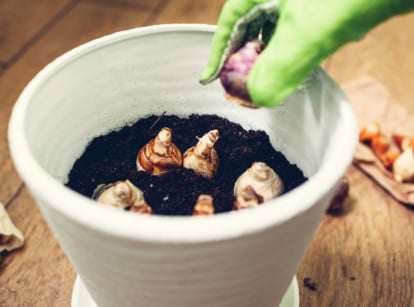 Woman in a green glove planting bulbs in a white container filled with black soil, surrounded by variously sized and colored bulbs lying on the floor.