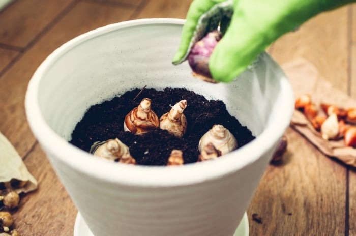 Woman in a green glove planting bulbs in a white container filled with black soil, surrounded by variously sized and colored bulbs lying on the floor.