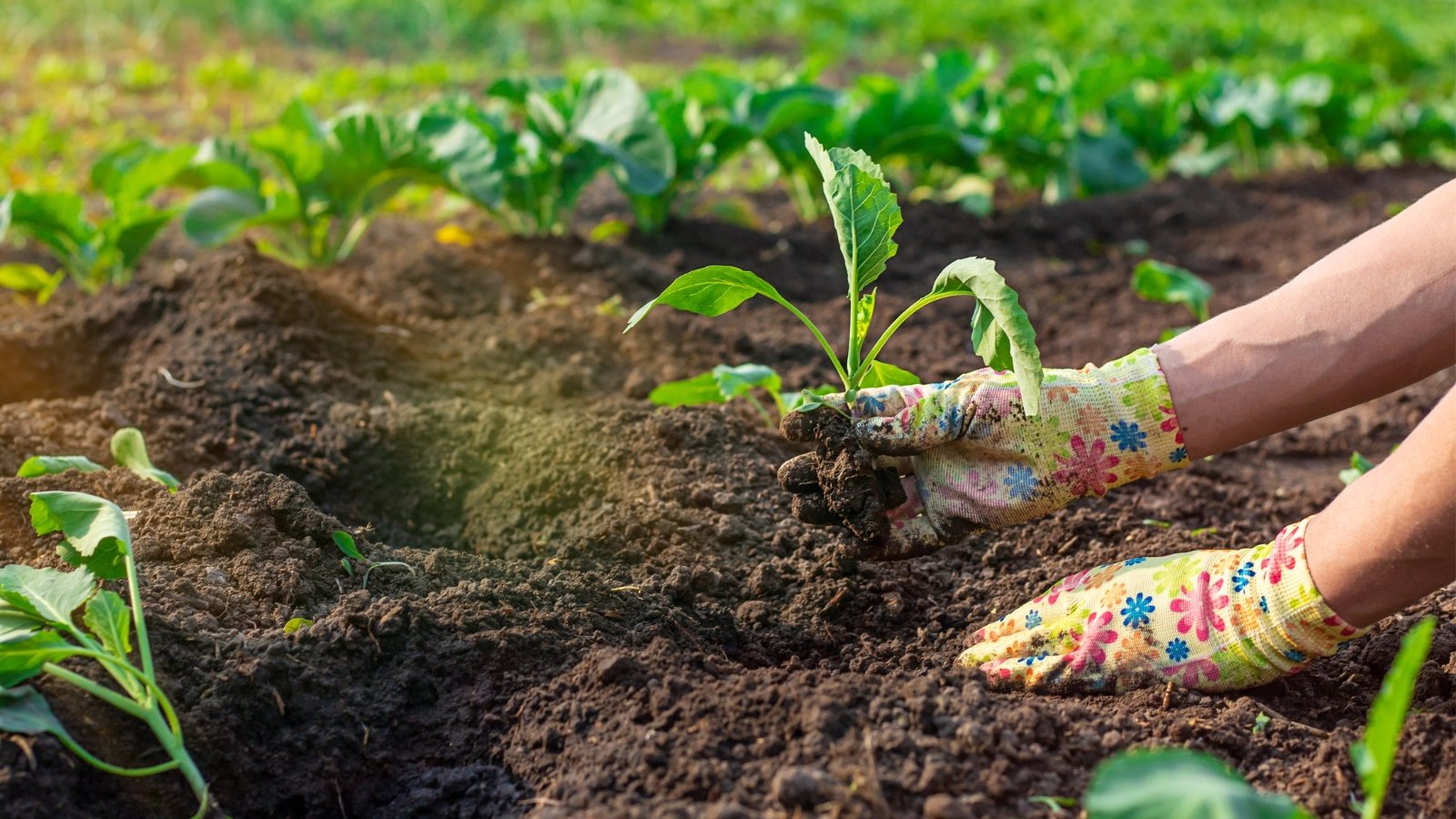 Gardener’s hands in colorful gloves planting a cabbage seedling with vibrant green leaves and a sturdy short stem into rich soil.