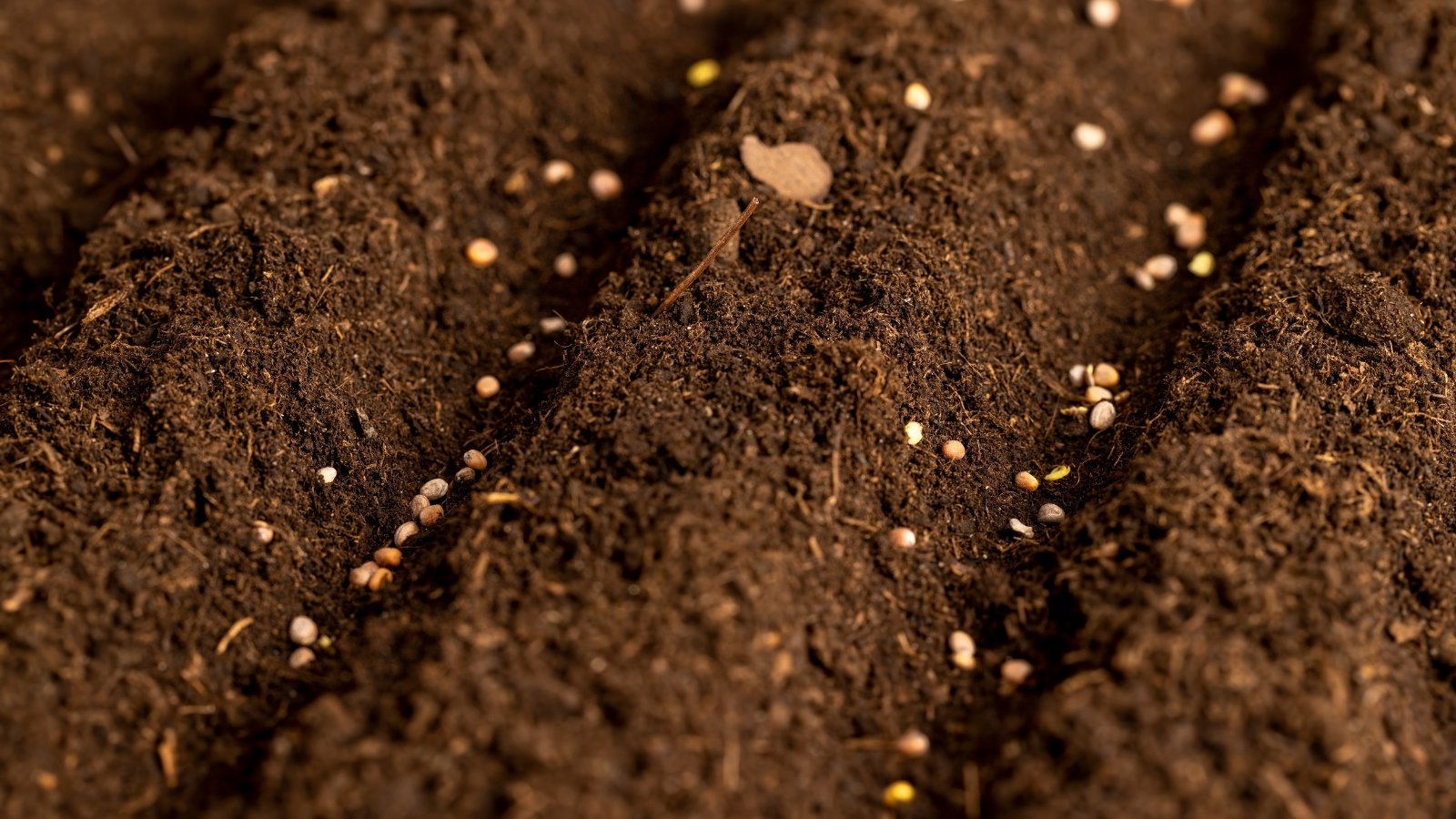 Close-up of small round radish seeds being placed into shallow soil trenches.