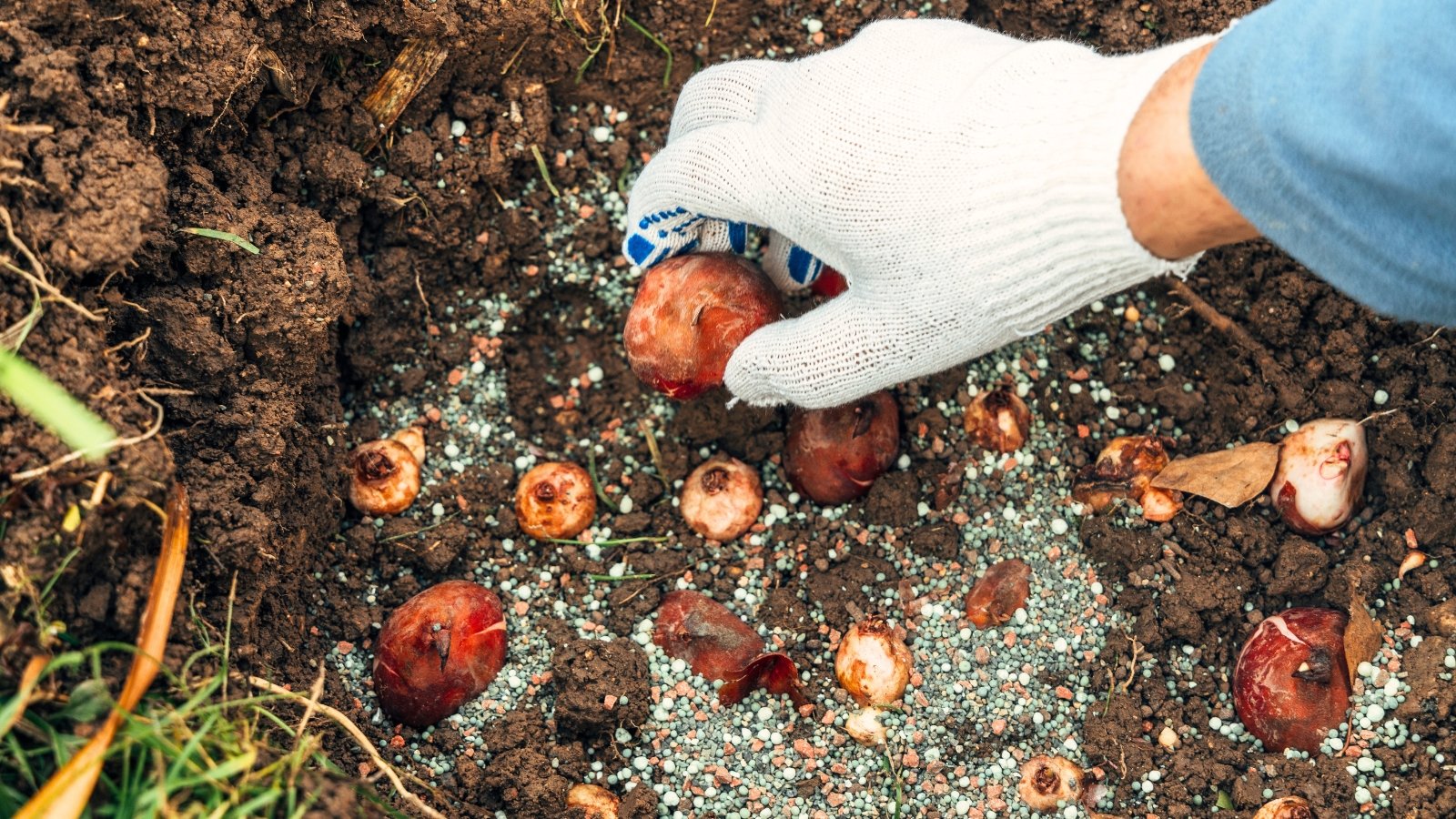A gardener’s hand in a white glove places a tulip bulb into soil dusted with granular fertilizer beside freshly planted bulbs.