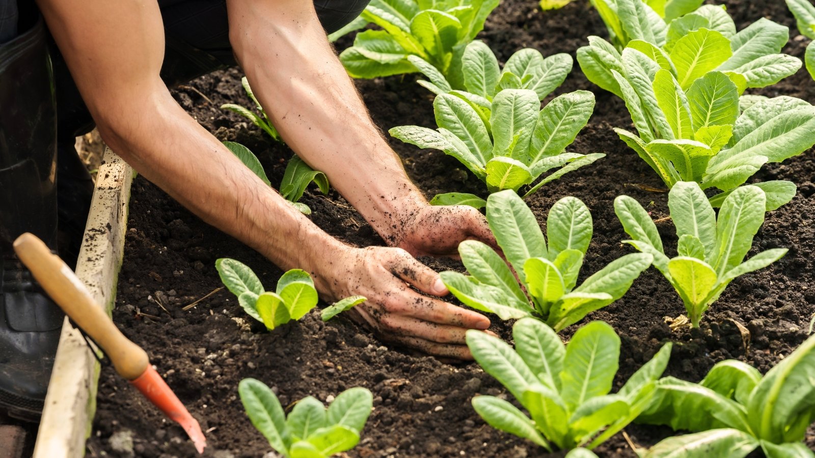 Close-up of male gardener’s hands planting young lettuce seedlings with oval green leaves and slightly wrinkled texture into loose soil among ripening lettuce rosettes.