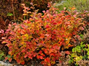 Plant with rounded, serrated leaves that change from green to vibrant shades of orange and red in fall, creating a striking display of seasonal color.