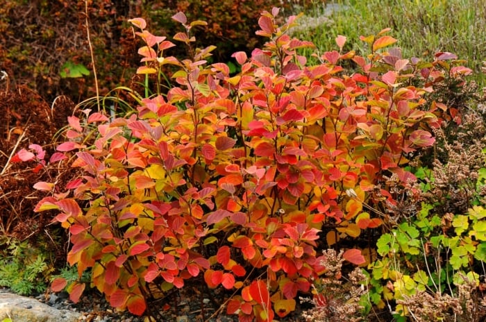Plant with rounded, serrated leaves that change from green to vibrant shades of orange and red in fall, creating a striking display of seasonal color.