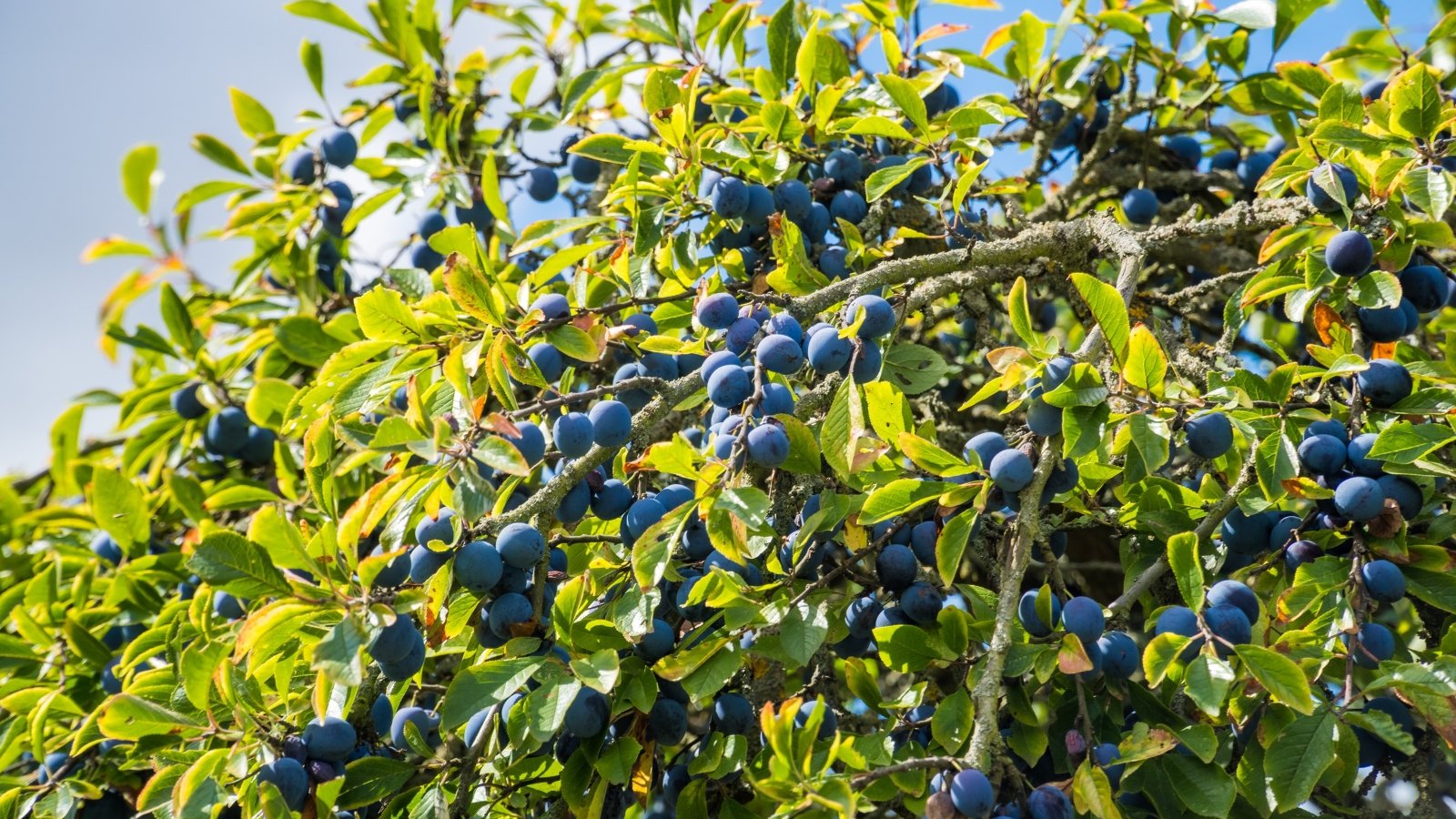 Slender branches hold elongated, pointed leaves with finely serrated edges in deep green, while smooth, oval fruits in rich shades of purple hang in clusters among the foliage.