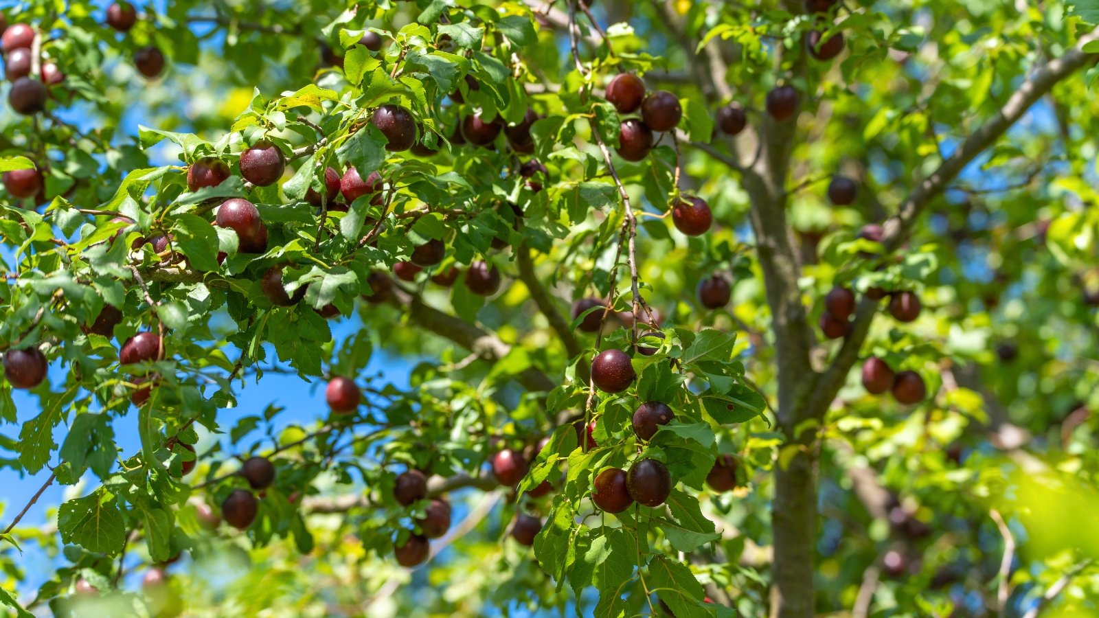 A branch heavily laden with small, round, purplish-red fruits with a smooth surface hanging among clusters of green leaves.