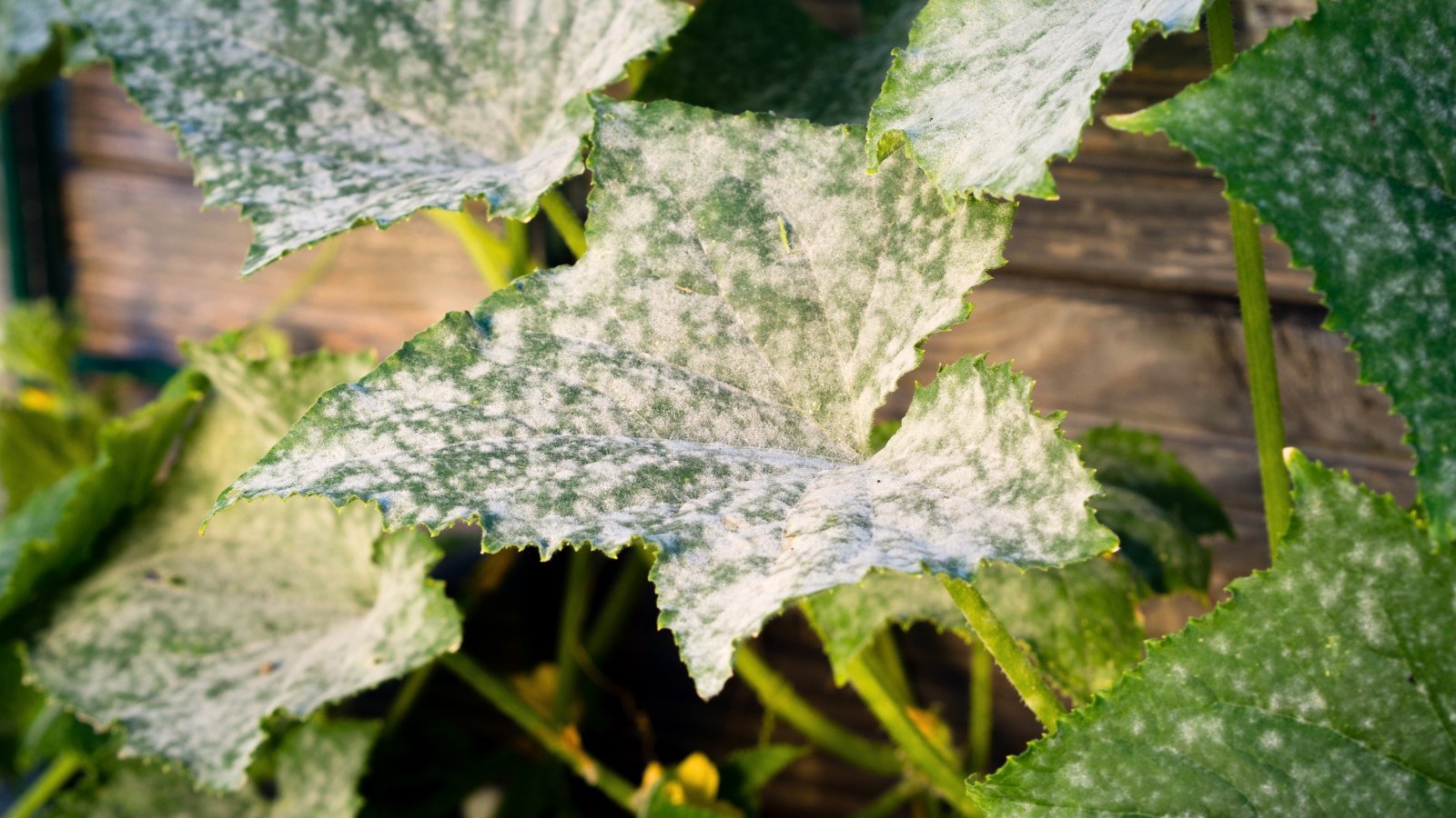 Large heart-shaped green leaves with serrated edges, marred by a white-gray powdery mildew coating.