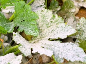 Squash and cucumber leaves with white, powdery patches of mildew covering their green surfaces.