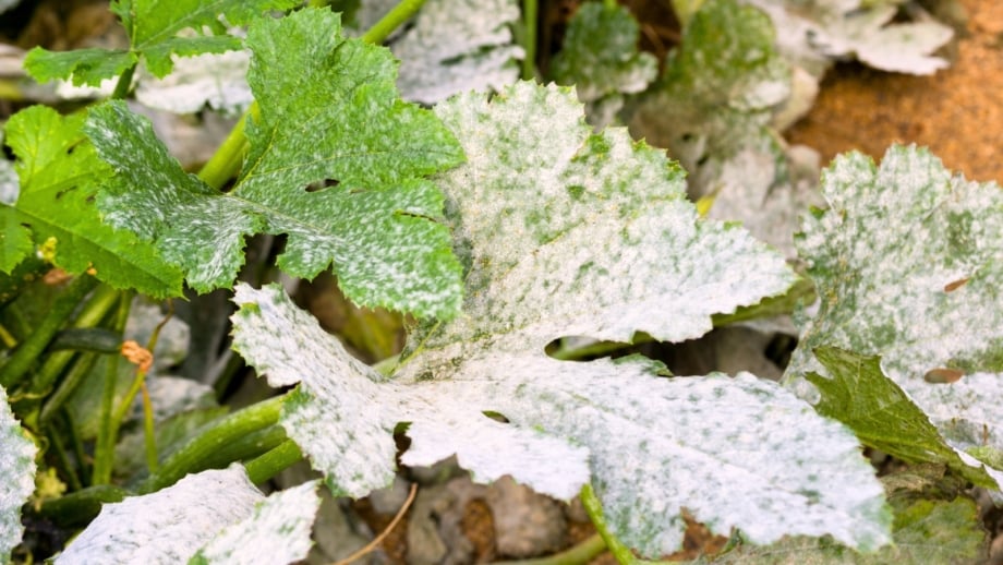 Squash and cucumber leaves with white, powdery patches of mildew covering their green surfaces.