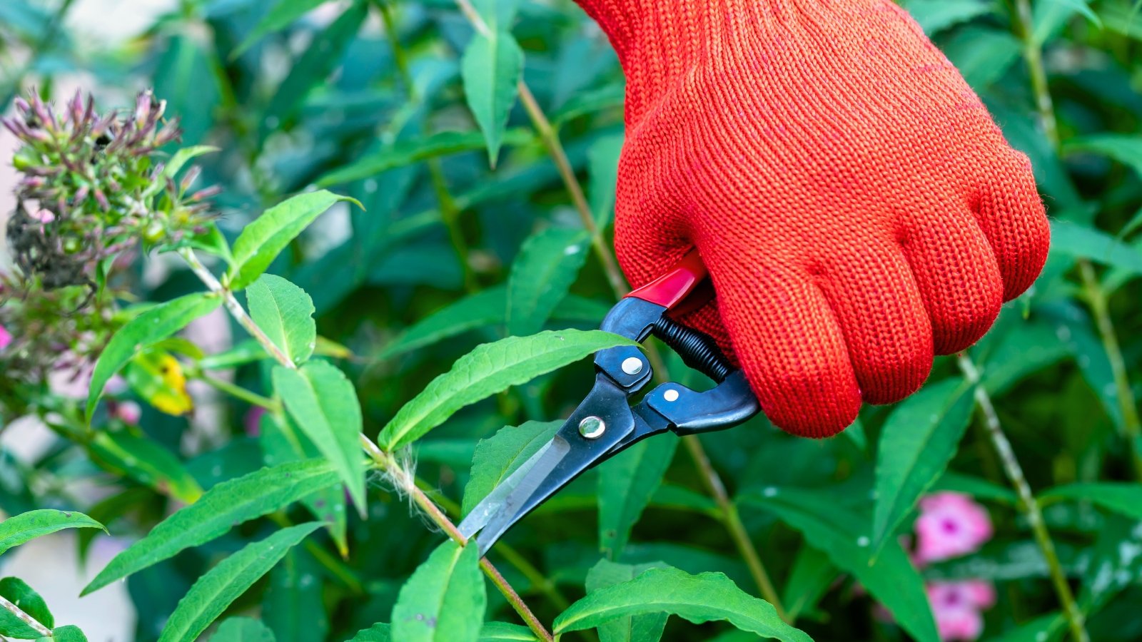 A gardener's hand wearing a red glove holds pruning shears, cutting back a fading phlox plant with wilting purple flowers and green lance-shaped leaves in the garden.