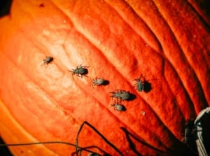 A large orange pumpkin with rough, ribbed skin is covered with several greyish-brown crawling pests.
