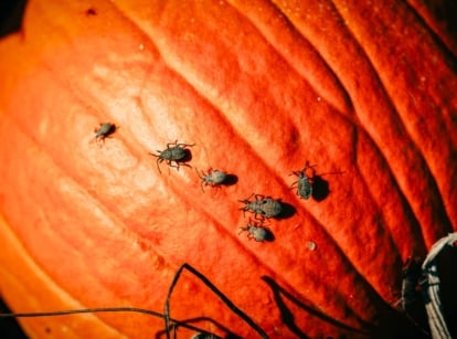 A large orange pumpkin with rough, ribbed skin is covered with several greyish-brown crawling pests.