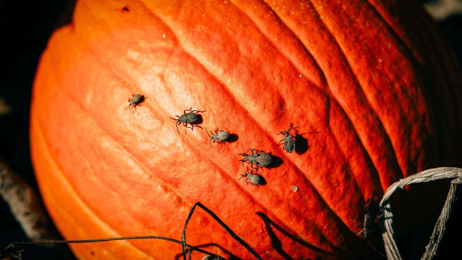 A large orange pumpkin with rough, ribbed skin is covered with several greyish-brown crawling pests.