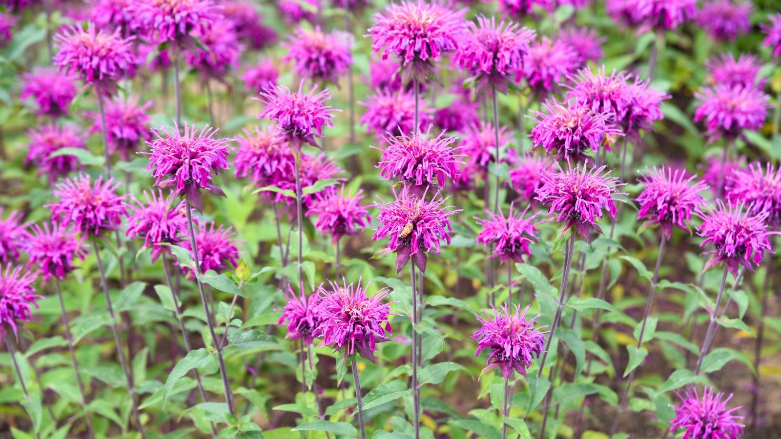 Upright stems are adorned with dense clusters of lush, green leaves, while vibrant purple, tubular flowers bloom along the spikes, creating a striking, textured display.