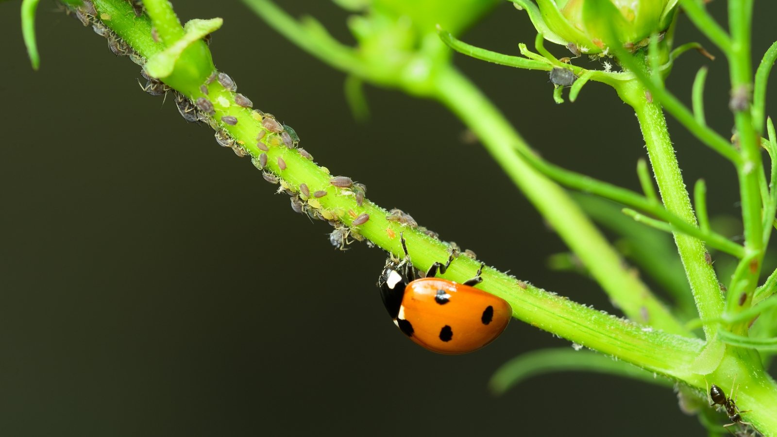 A red ladybug crawls on a green plant stem, feeding on clusters of tiny aphids.