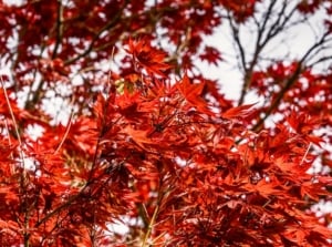 Red leaves tree with graceful, spreading branches covered in deeply lobed, dark red leaves forming a dense, vibrant canopy.