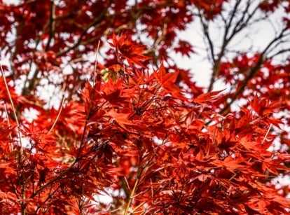 Red leaves tree with graceful, spreading branches covered in deeply lobed, dark red leaves forming a dense, vibrant canopy.