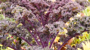 Growing Kale: How To Get Great Greens Harvests - Epic Gardening