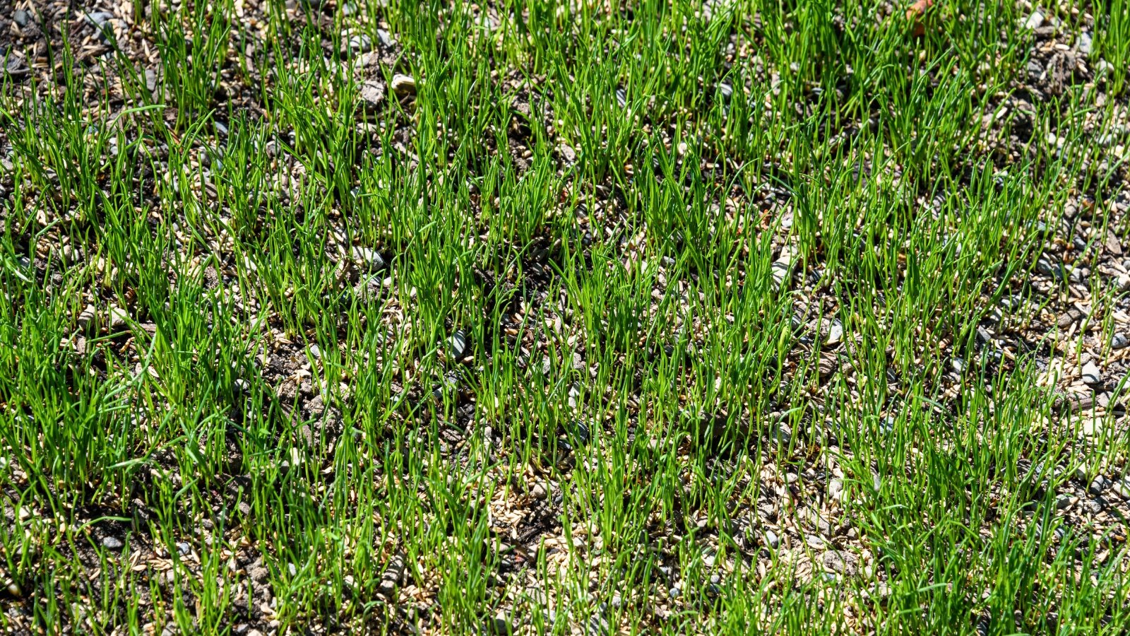 Close-up of a reseeded lawn with young sprouting green blades of grass.