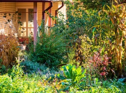 An overgrown fall garden with tall plants bearing dry yellowing leaves and seed heads, mixed with flowering perennials and annuals, creating a lush, rewilded look in the fall garden.