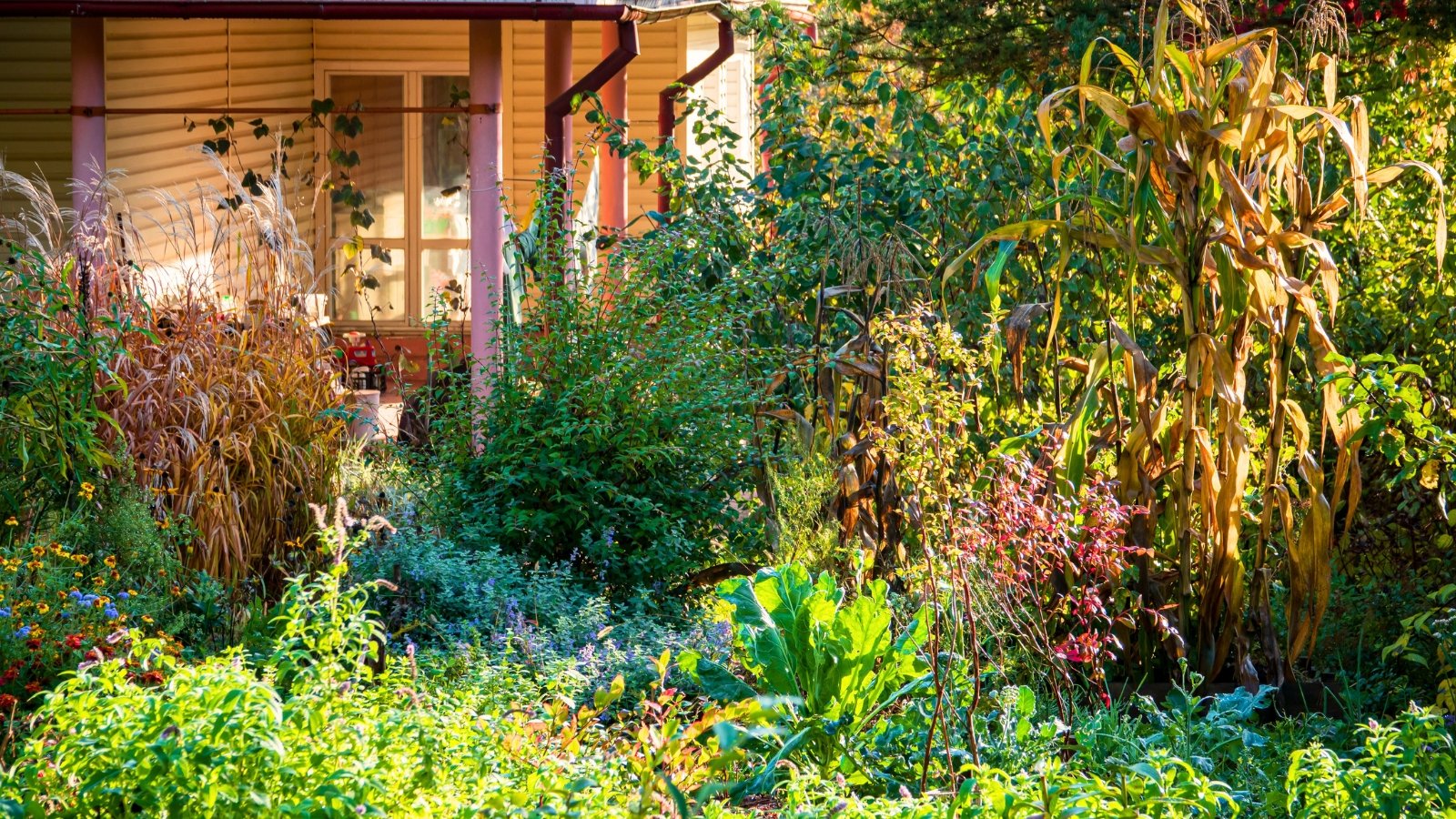 An overgrown fall garden with tall plants bearing dry yellowing leaves and seed heads, mixed with flowering perennials and annuals, creating a lush, rewilded look in the fall garden.