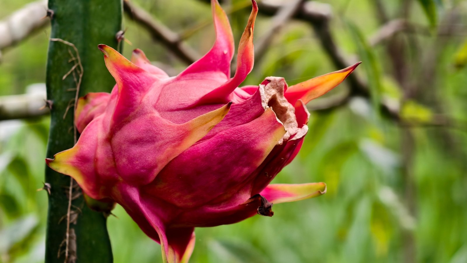 A close-up of a ripe dragon fruit with bright pink skin and elongated, pinkish bracts hanging from a thick stem.