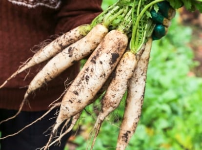 A gardener holds a bunch of freshly harvested daikon radishes with long white roots and green leafy tops, highlighting ideal root vegetables to plant in September.