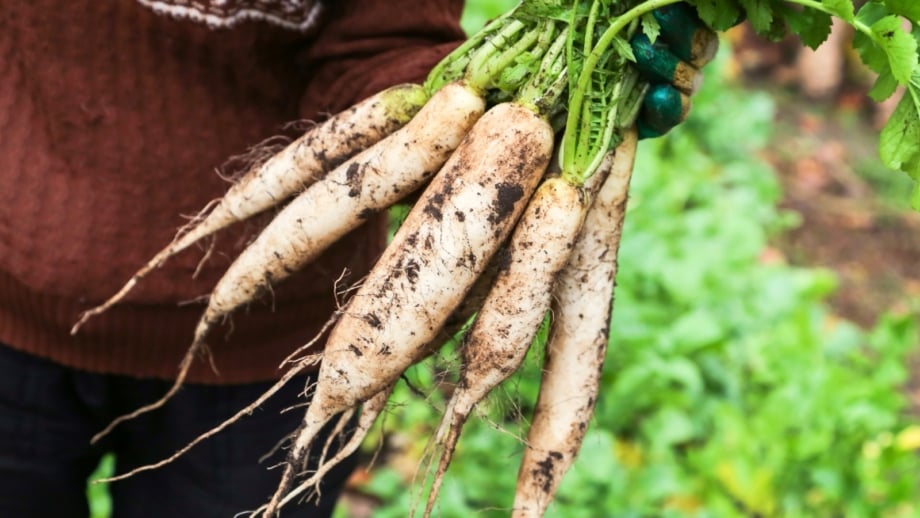 A gardener holds a bunch of freshly harvested daikon radishes with long white roots and green leafy tops, highlighting ideal root vegetables to plant in September.