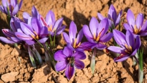 How and When to Plant Crocus Bulbs: 5 Expert Tips