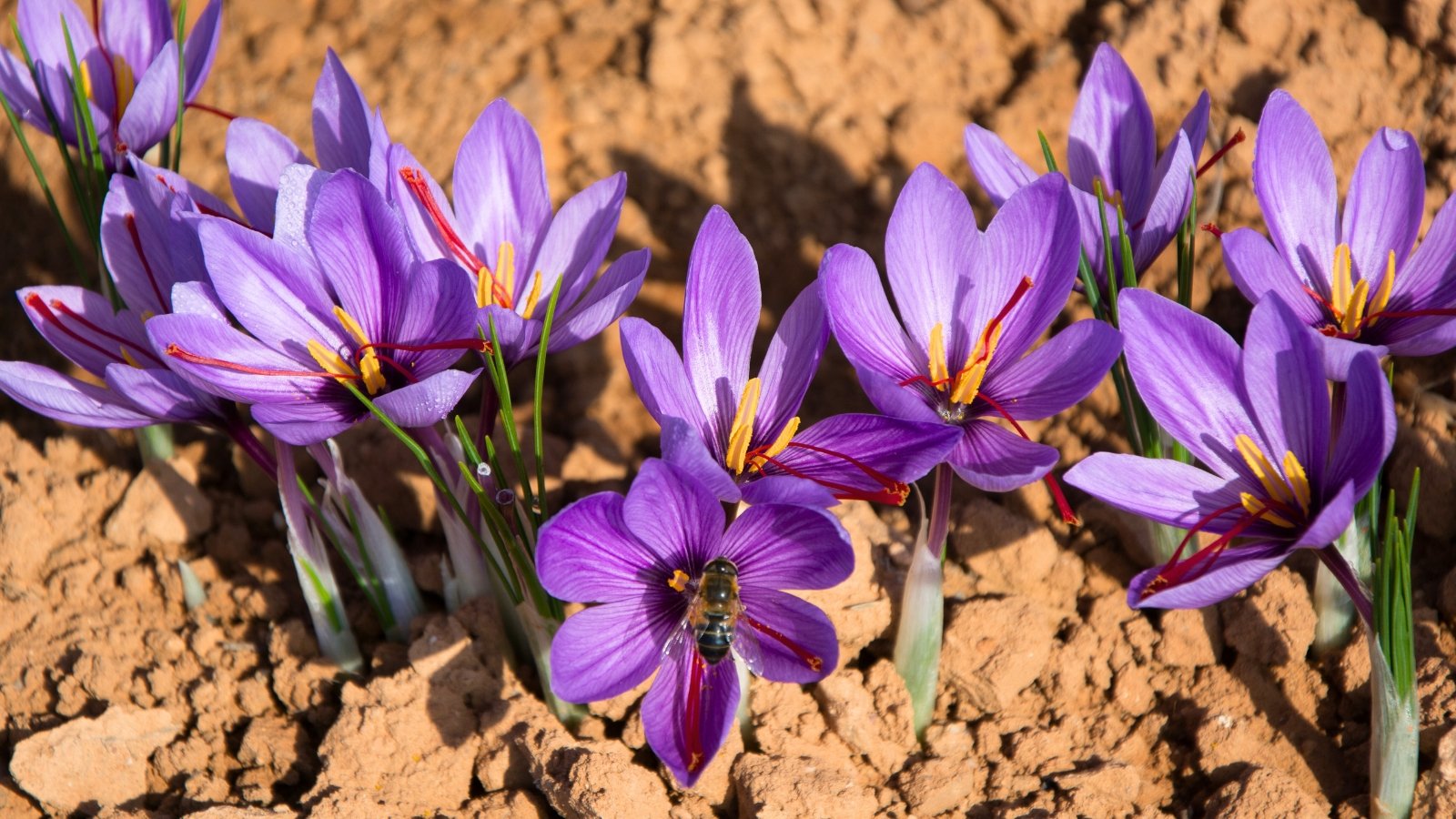 Blooming saffron crocus shows soft purple petals with darker veins, contrasted by vivid red stigmas and slender green leaves emerging around the flowers.