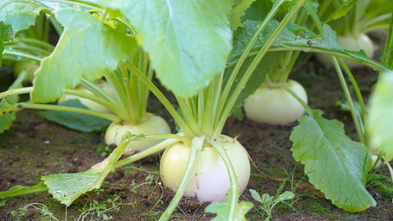 Several smooth, white, round root vegetables with broad, large, green leaves growing in dark soil.