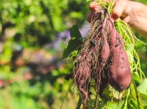 A gardener holds freshly dug sweet potato vines with green leaves and attached tubers, ready to save them for next year’s planting.