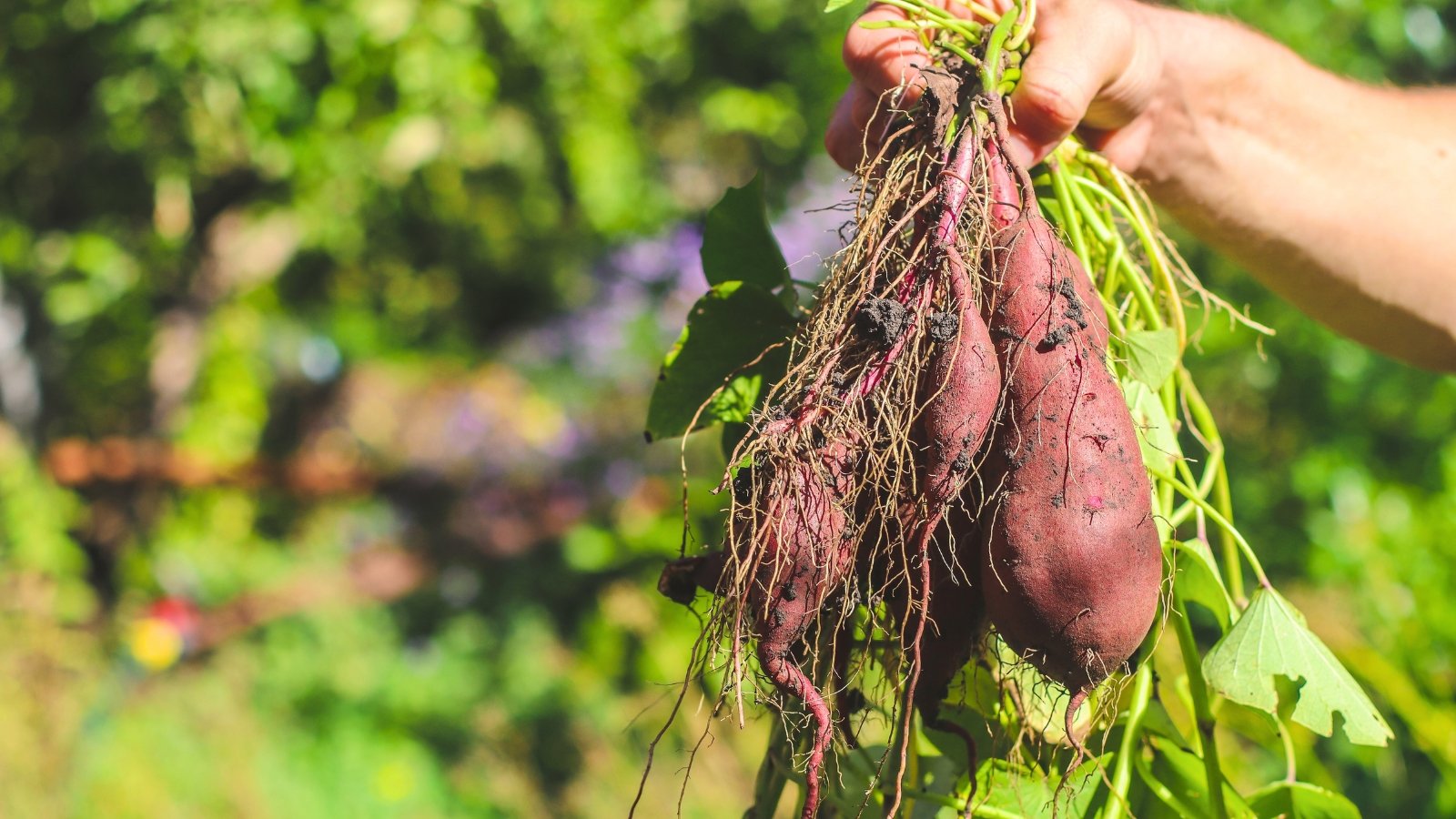 A gardener holds freshly dug sweet potato vines with green leaves and attached tubers, ready to save them for next year’s planting.