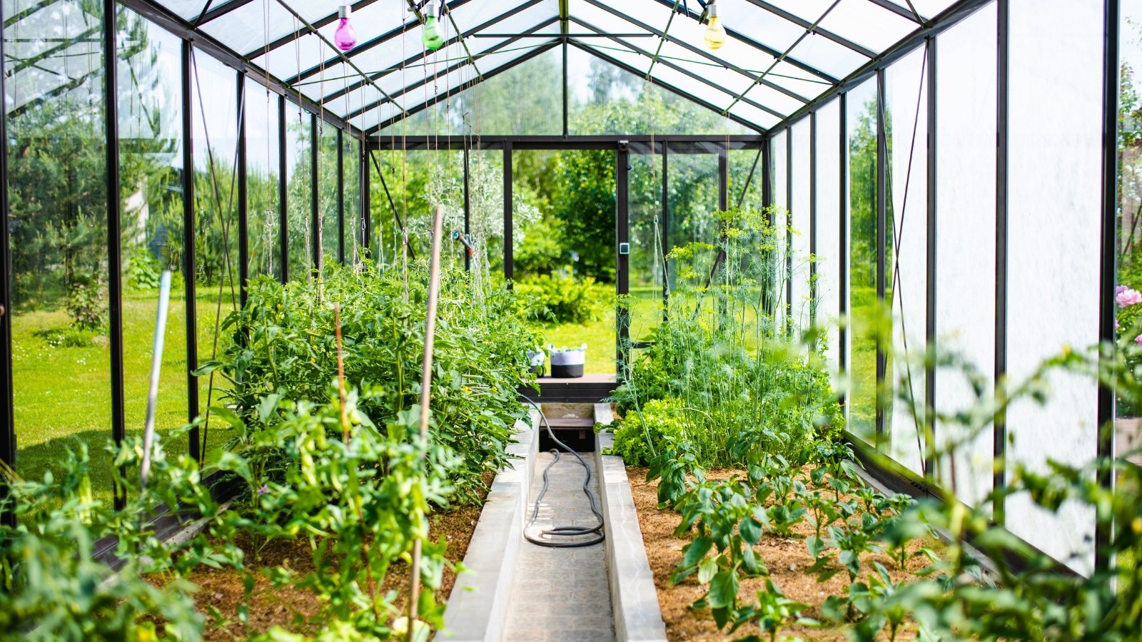 A close-up shot of a large composition of developing, supported crops, all situated in a large greenhouse area outdoors