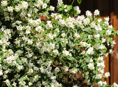 Shrub with arching branches, glossy green oval leaves, and clusters of star-shaped white flowers with delicate petals and yellow centers, ideal to plant in October for a vibrant autumn bloom.