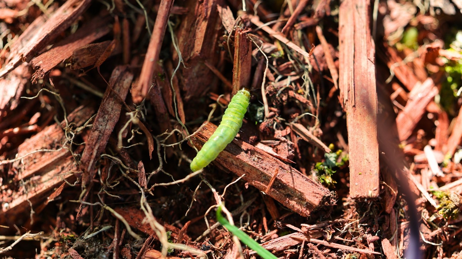 A small green caterpillar crawls across dark brown mulch, its segmented body blending with the textured surface.