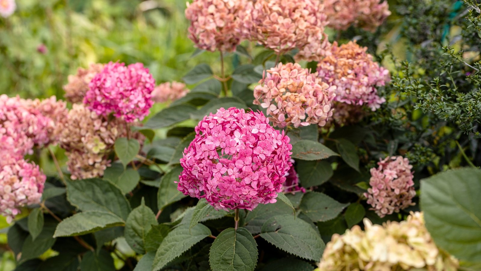 Rounded clusters of vibrant pink flowers sit atop green stems with broad, ovate, serrated leaves in full bloom.