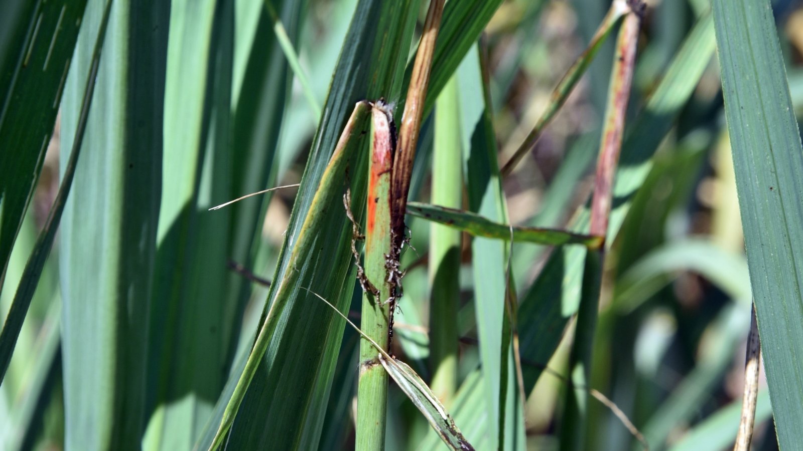 Green, grass-like leaves show dark, powdery streaks and patches caused by smut fungus.