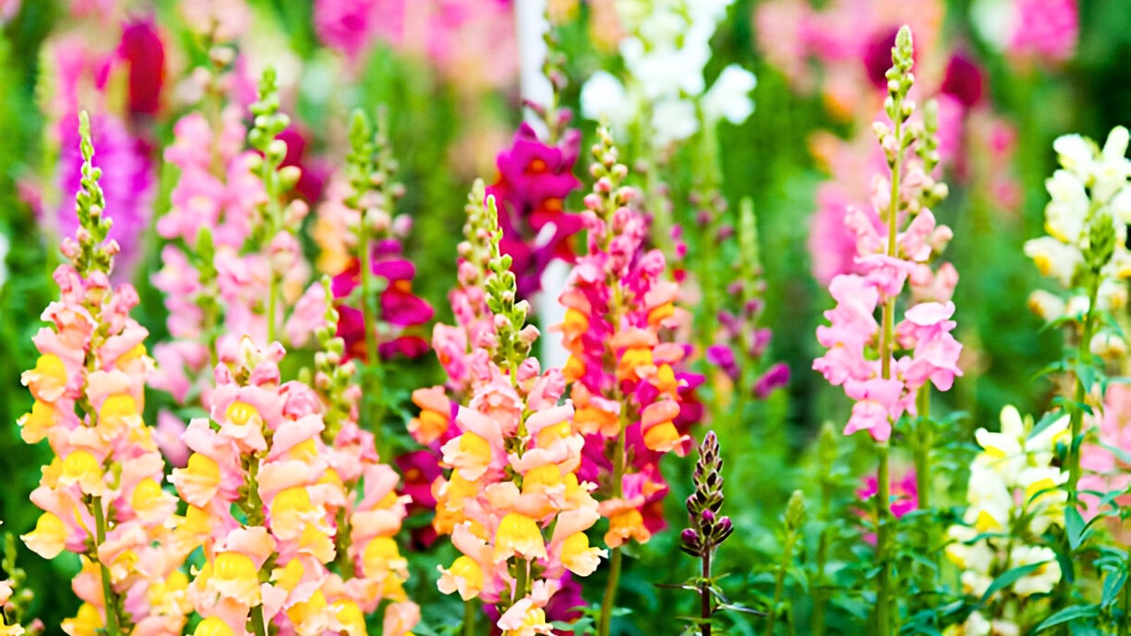 Multiple tall spikes of densely packed, funnel-shaped blossoms in shades of pink, yellow, and white with subtle orange markings.