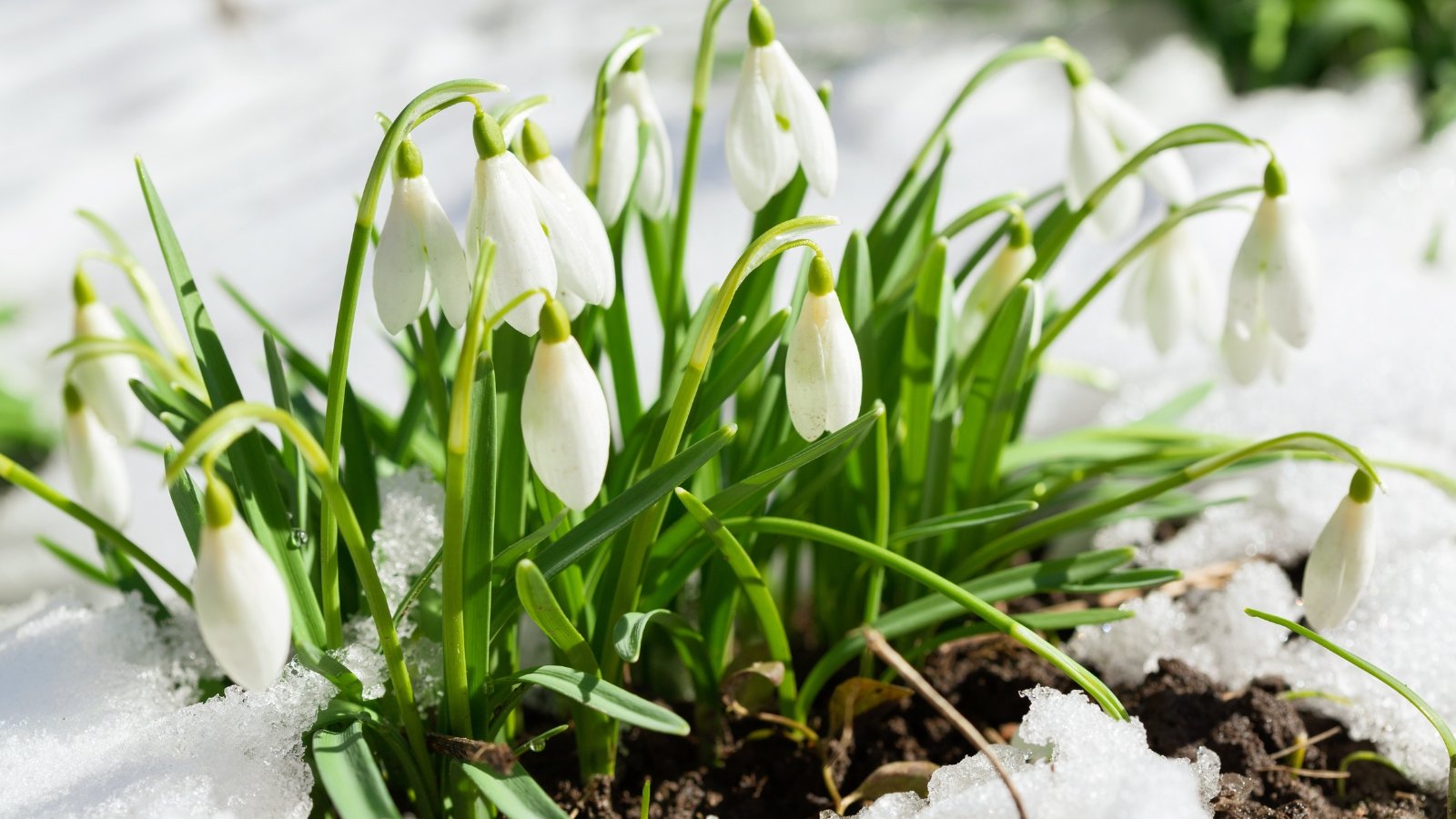 Delicate white snowdrop flowers with slender, drooping petals emerge from the snow on thin green stems.