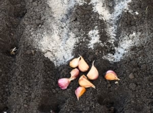 Soil preparation for garlic. Garlic cloves lie on black, loose soil sprinkled with wood ash.