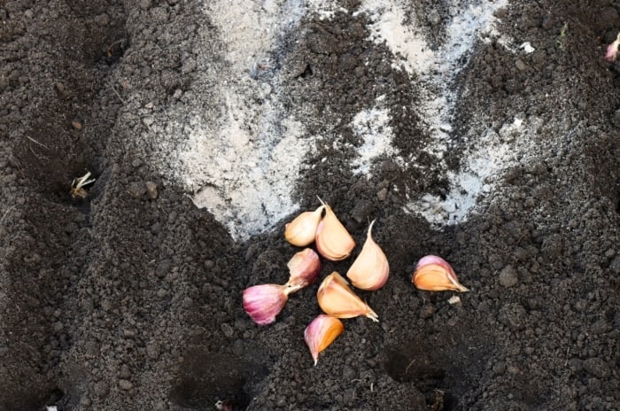 Soil preparation for garlic. Garlic cloves lie on black, loose soil sprinkled with wood ash.