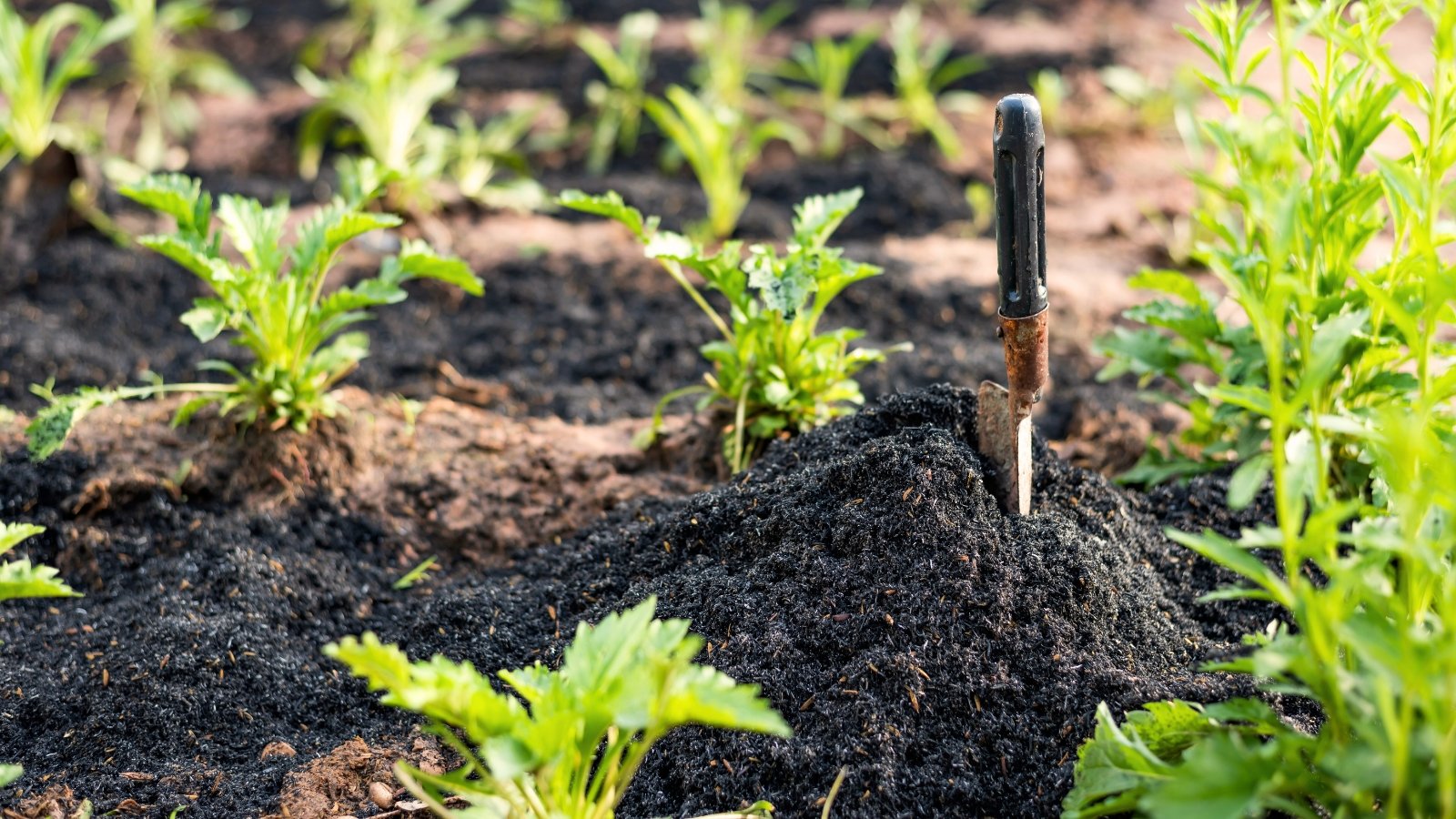 Close-up of a garden bed showing neat rows of green clumps with serrated leaves and slender stems emerging from dark compost-covered soil.