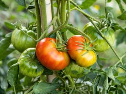 Describe in one short sentence (alt text) the appearance of the Close-up of large unripe and ripening tomatoes in green, yellow and red shades among jagged green foliage, demonstrating speed tomato ripening.