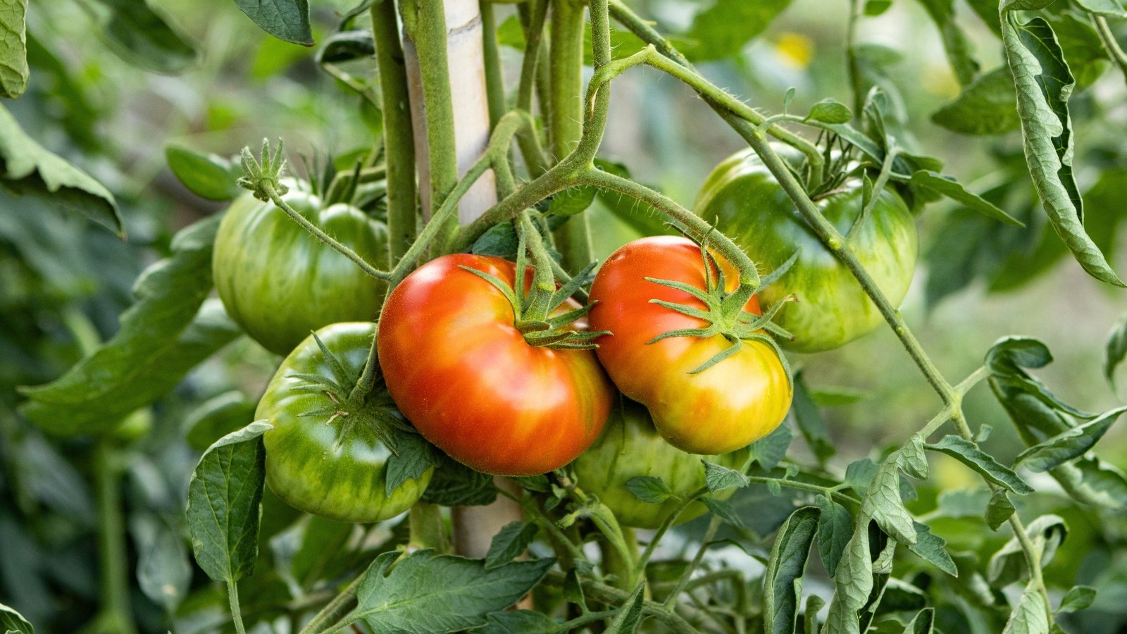 7 Ways to Speed Up Tomato Ripening Before Frost