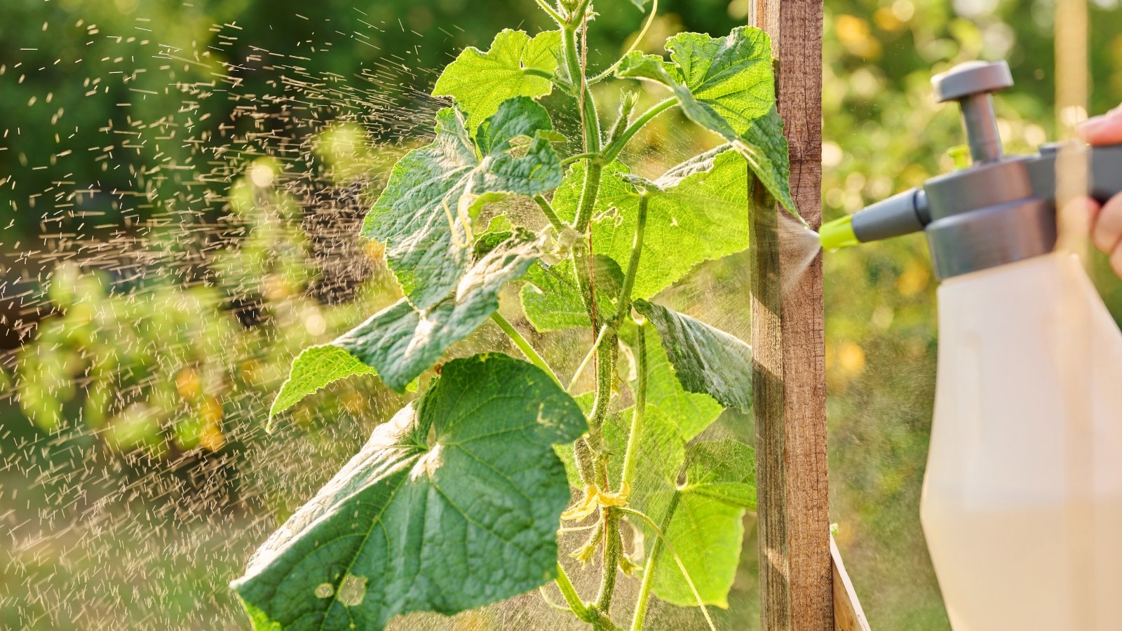 Gardener’s hand using a white sprayer to coat broad, heart-shaped, serrated green leaves of cucumber plants in a sunny garden for fungal protection.