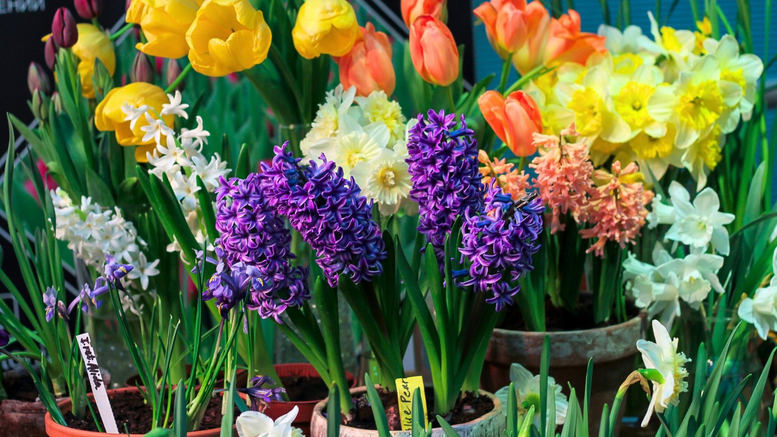 Blooming spring flowers including hyacinths, tulips, and daffodils display vibrant colors in pots, with lush green leaves and upright flower stems.