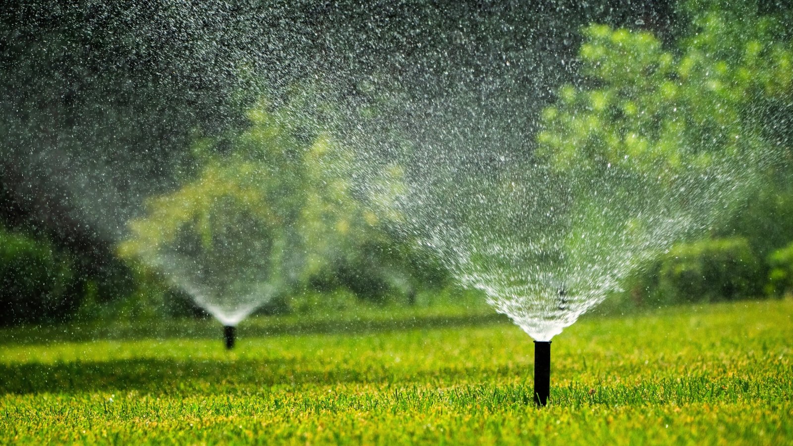 A sprinkler system sprays fine streams of water in an arc, evenly irrigating a lush green lawn.