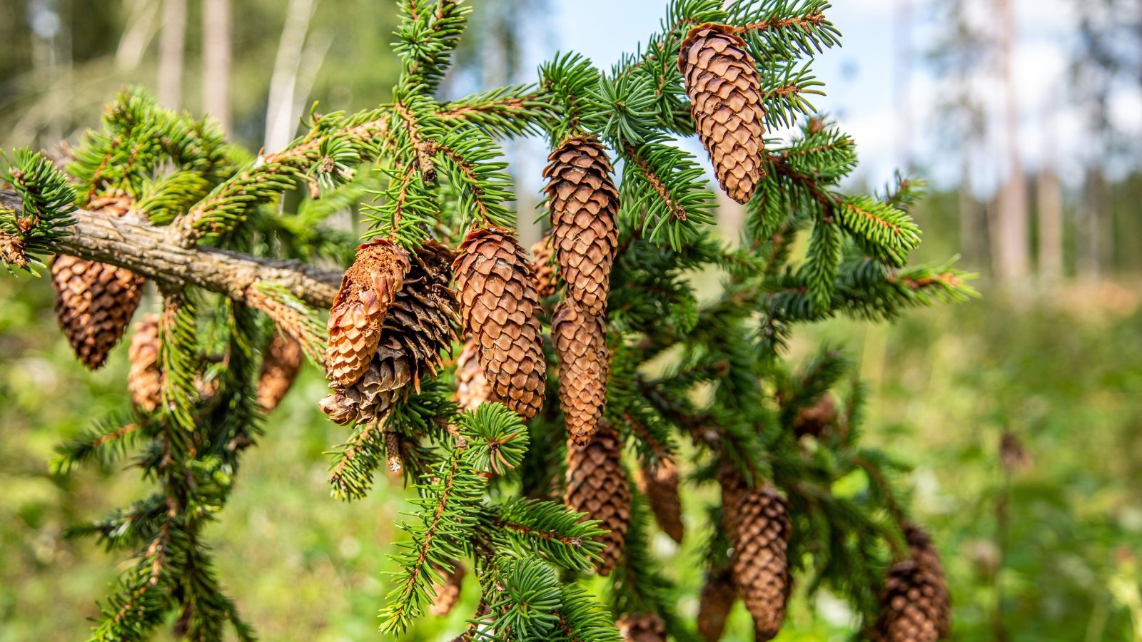 Dense, dark green needle-covered branches with a slightly upward curve, adorned with elongated, hanging brown cones.