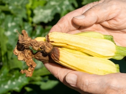 A gardener’s hands hold small yellow squash fruits, each showing brown, sunken, rotting ends.